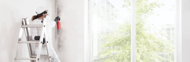 Mold Odor Removal Services in Princeton, NJ